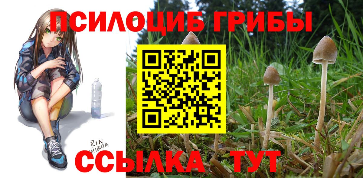 Псилоцибиновые грибы Cubensis Шадринск